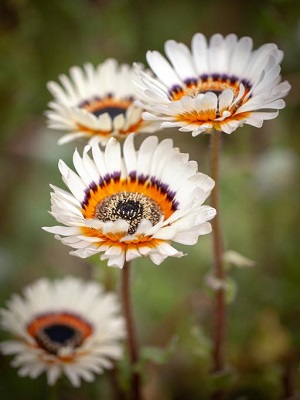 ARCTOTIS White Cape Daisy